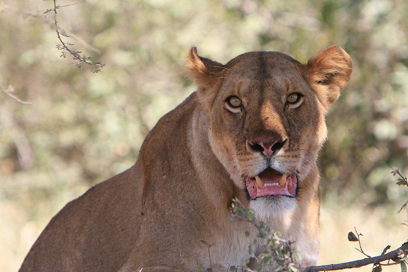 lions of Tanzania safari
