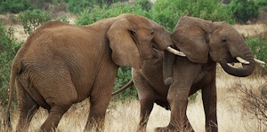 Serengeti-Elephants