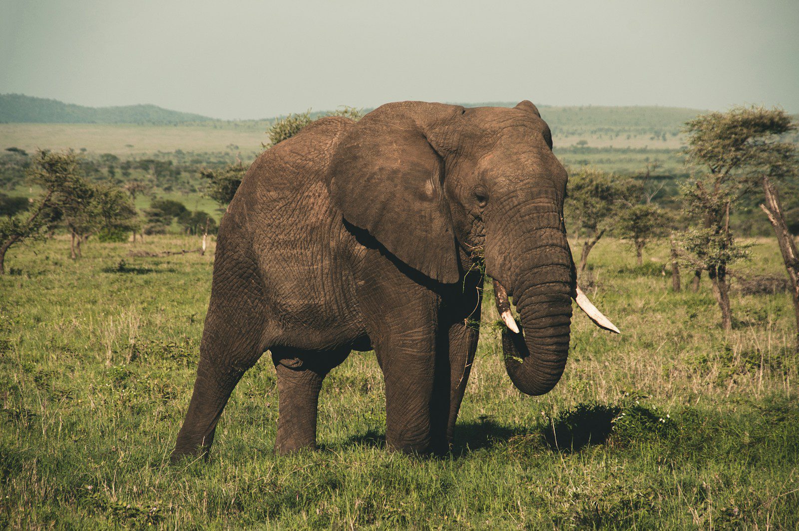 African safari tours
