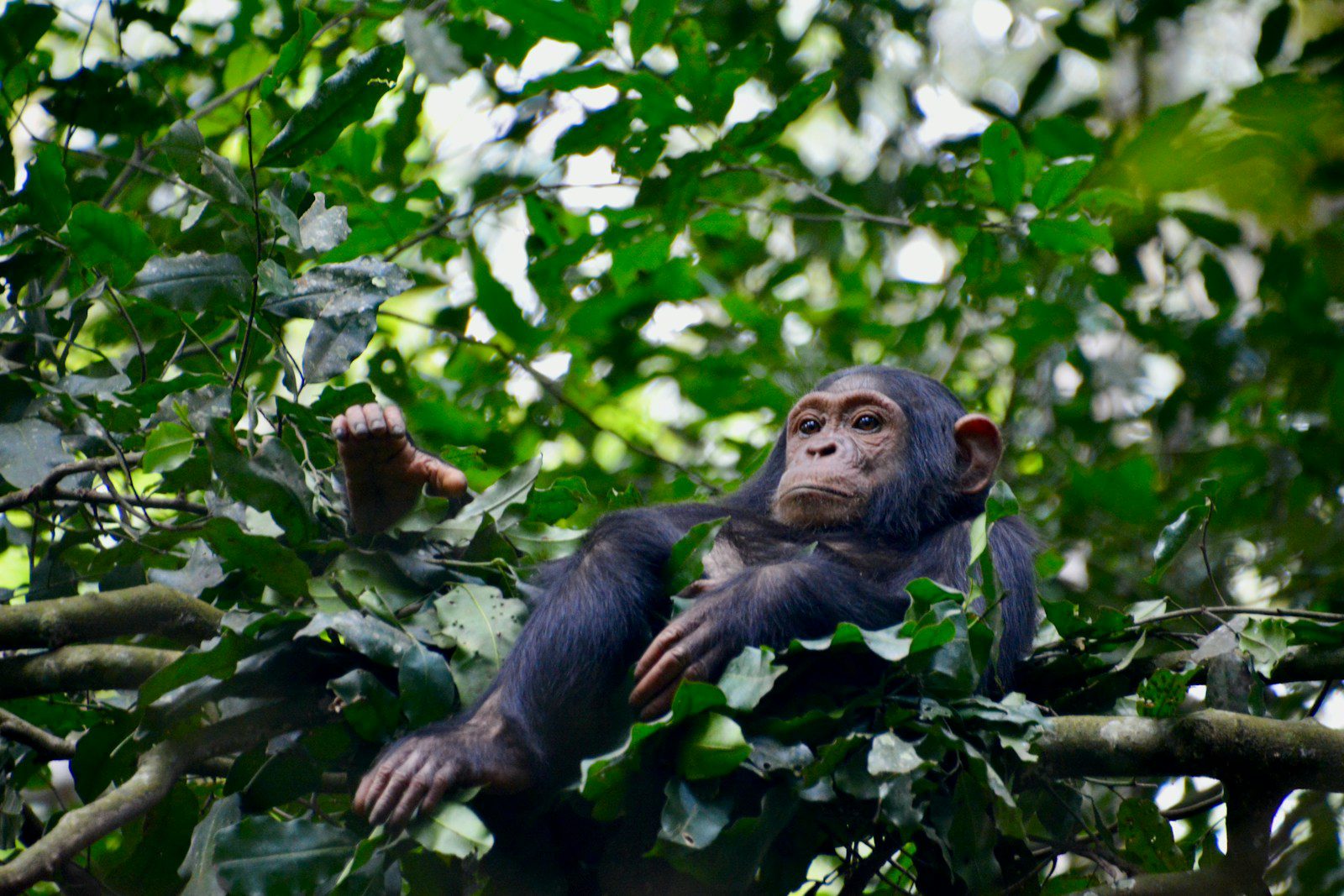 chimpanzee tours