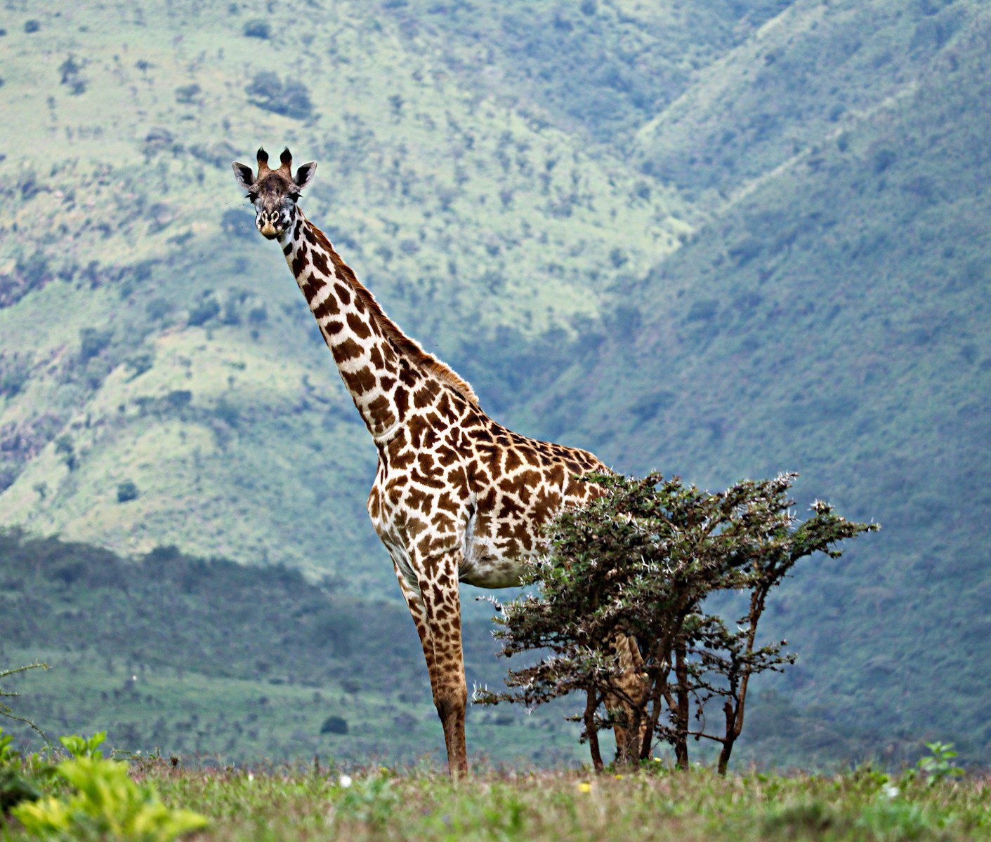 giraffe safaris in Tanzania