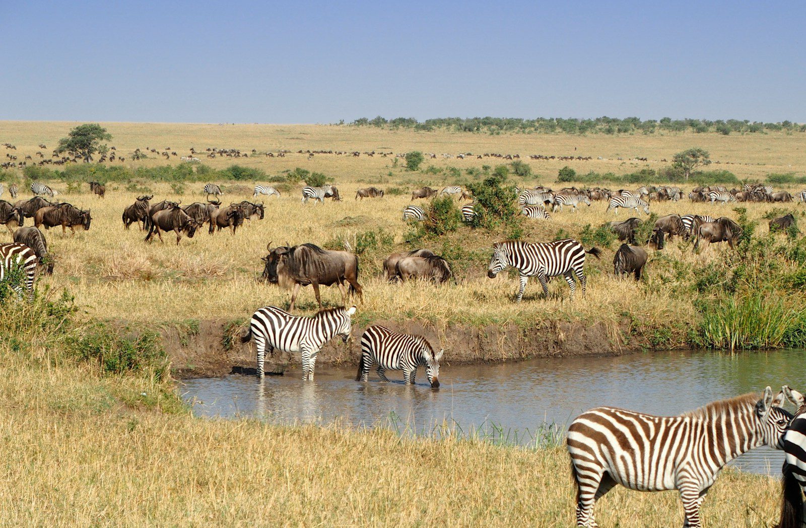 masai mara safari tours