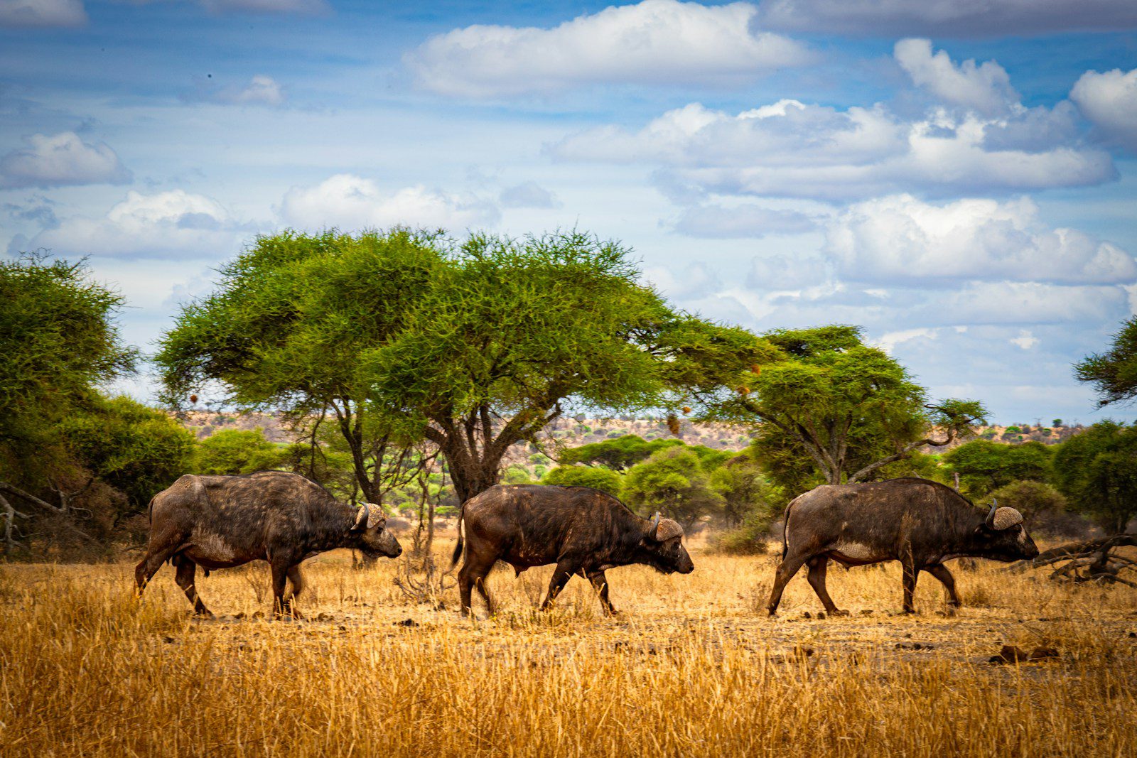serengeti buffaloes