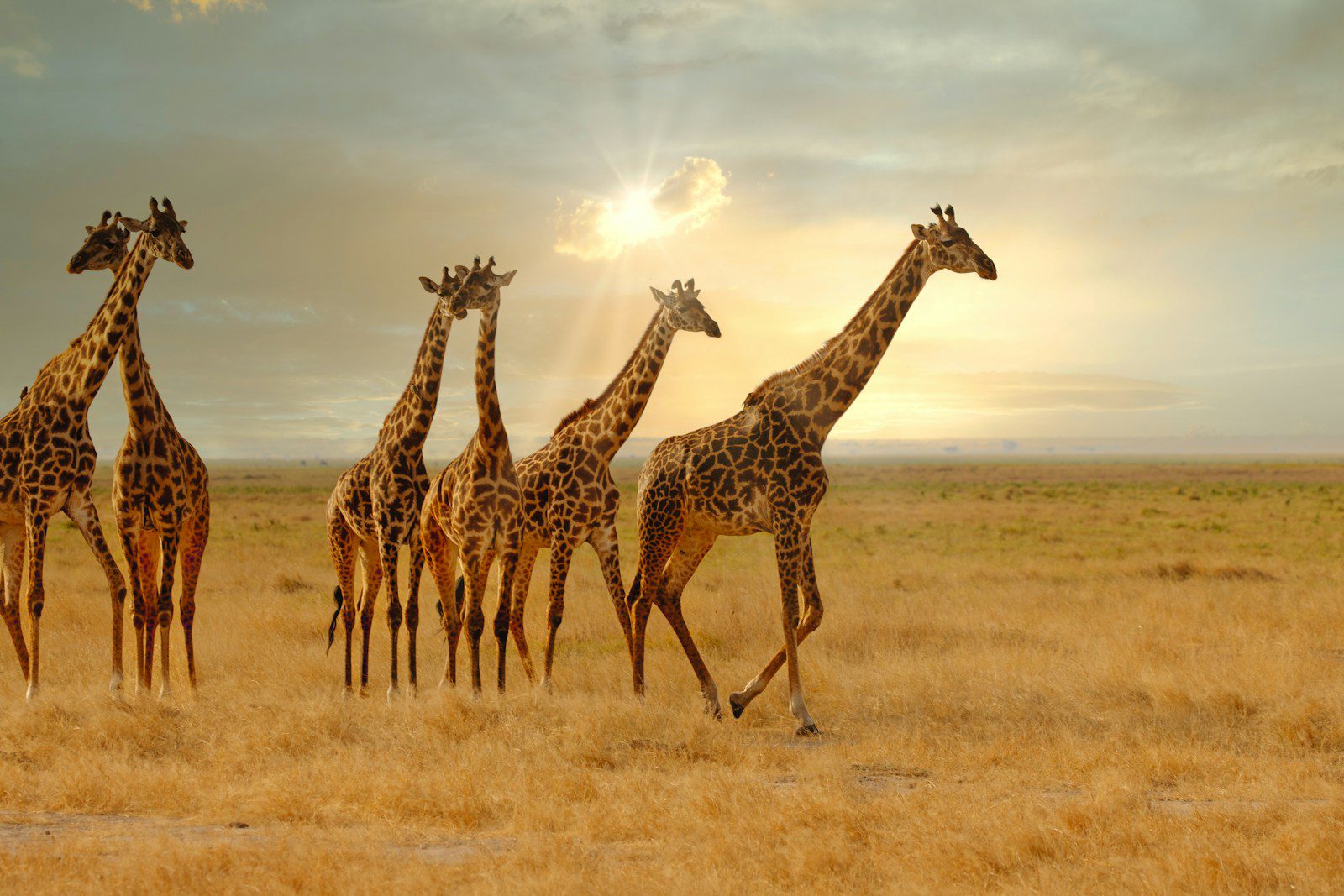 safari and wildlife