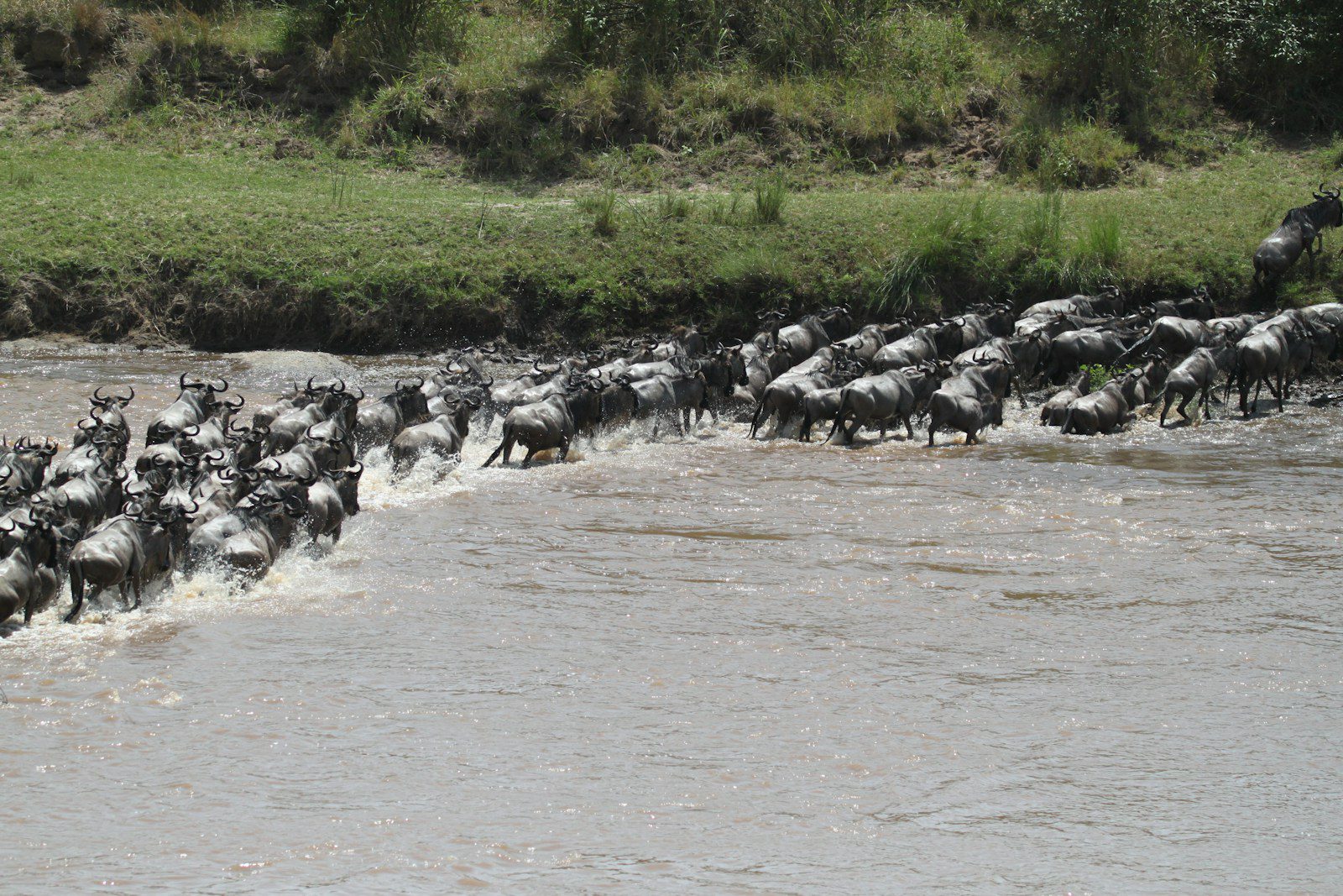 safaris to see wildebeests