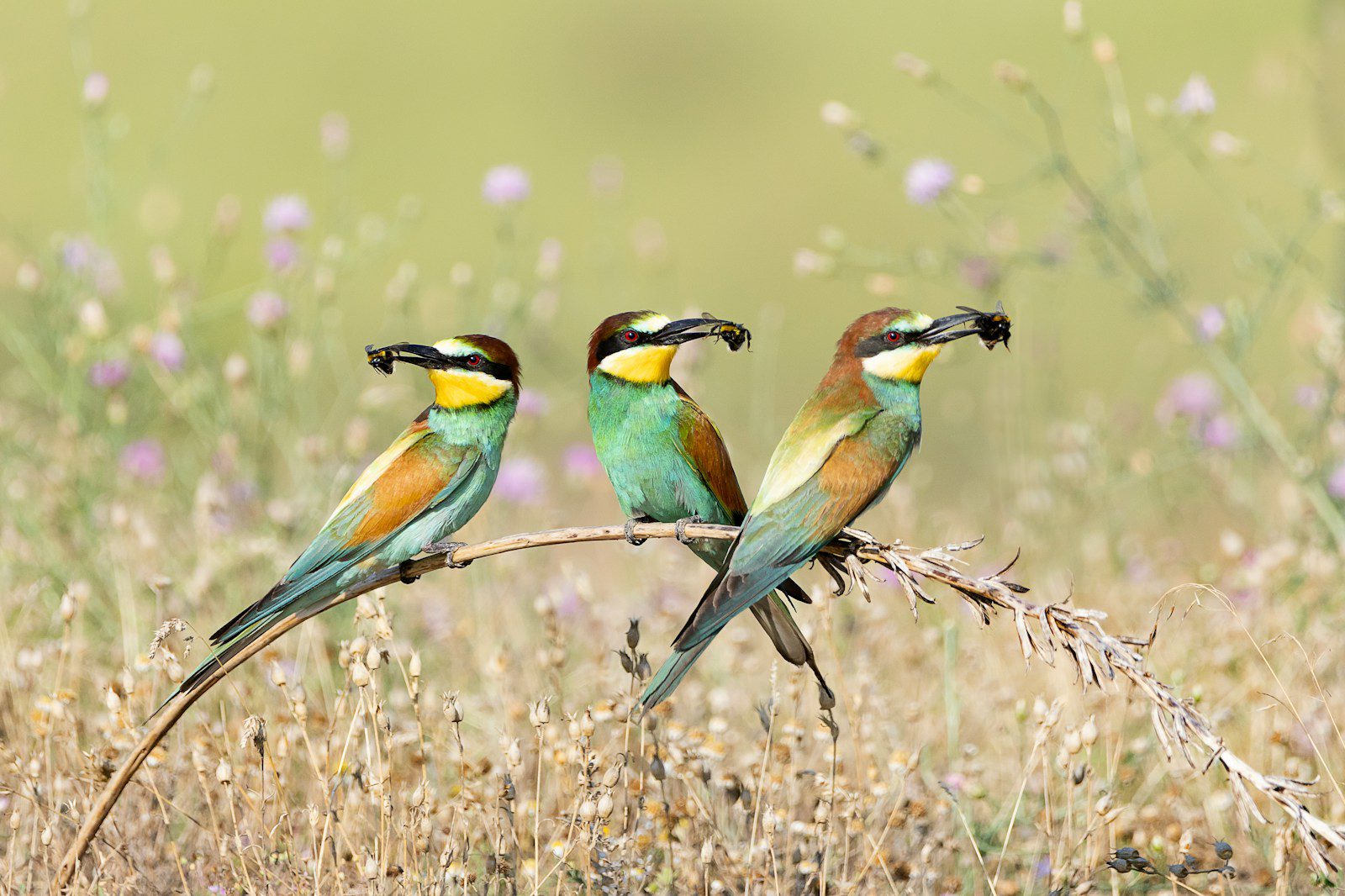 Serengeti birding safaris