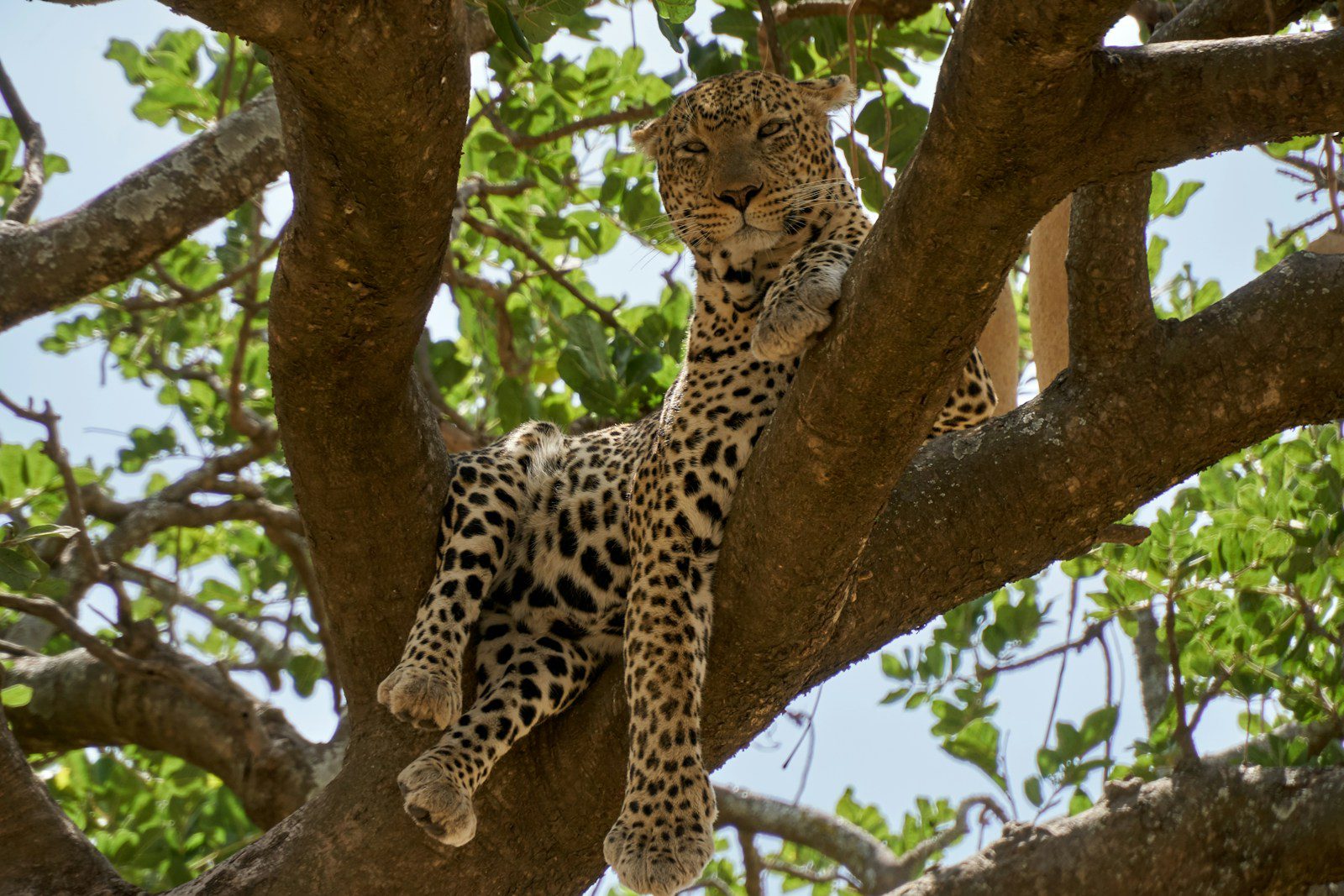 Serengeti lion safaris