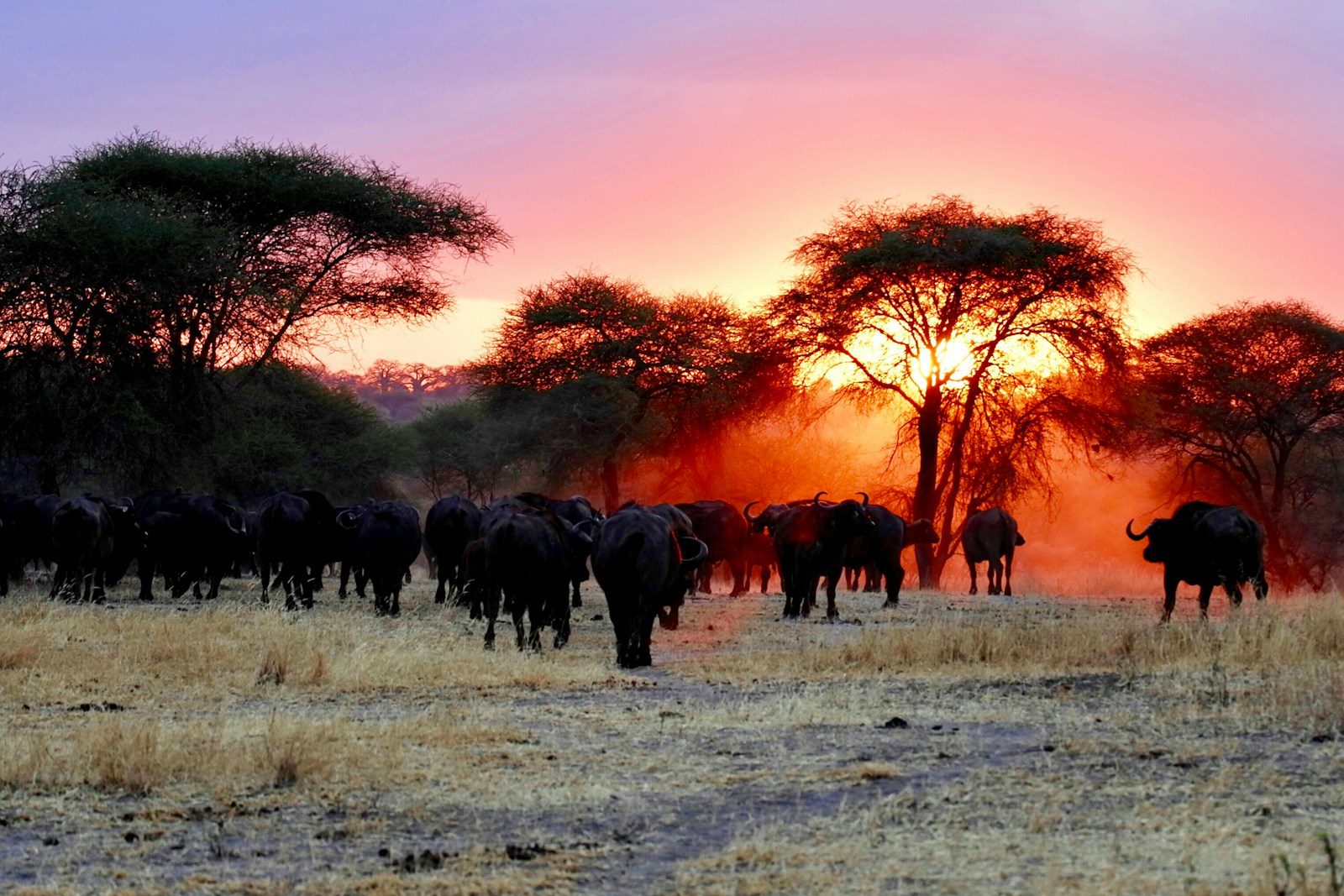 Serengeti National Park Safaris