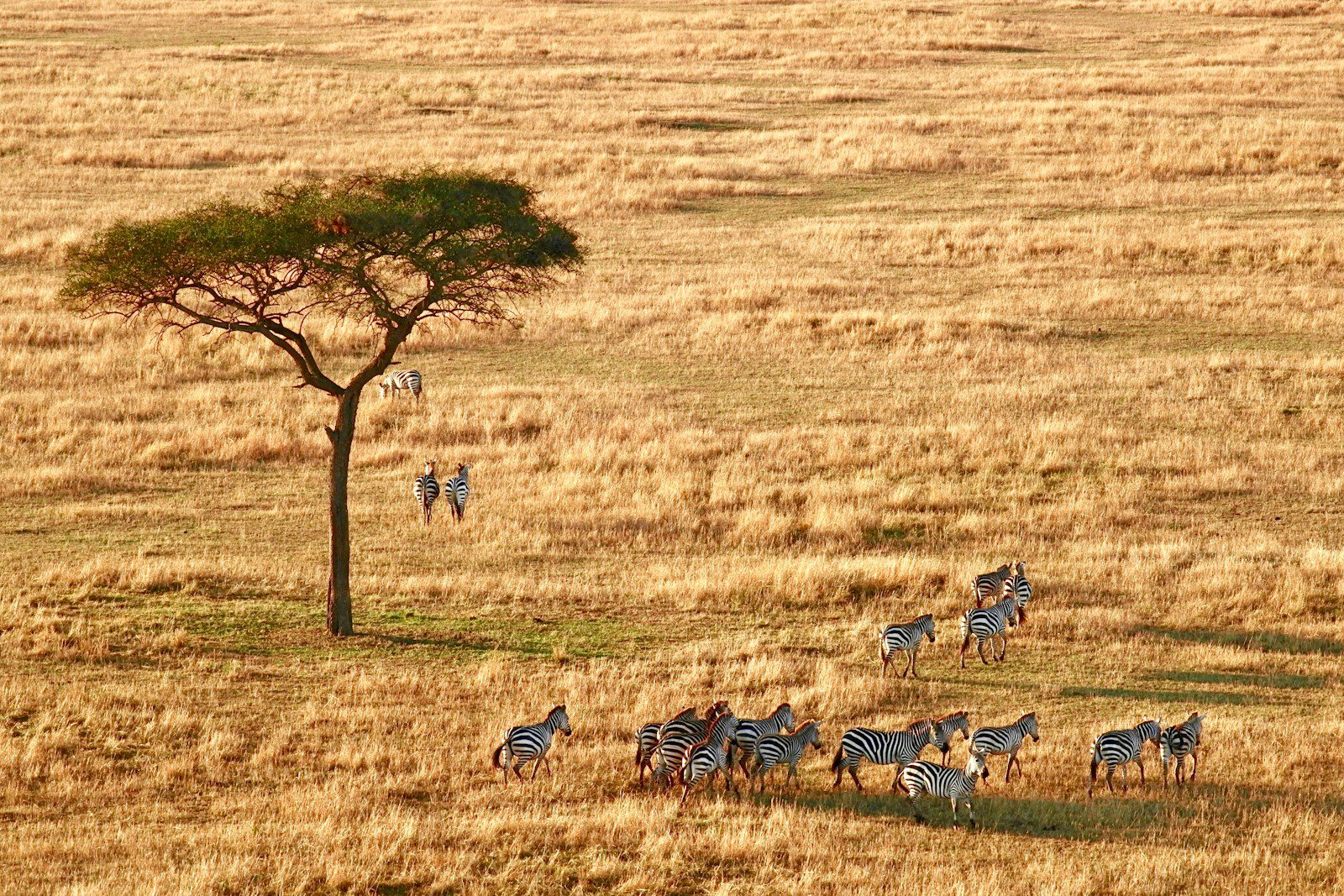Serengeti Wild Tours