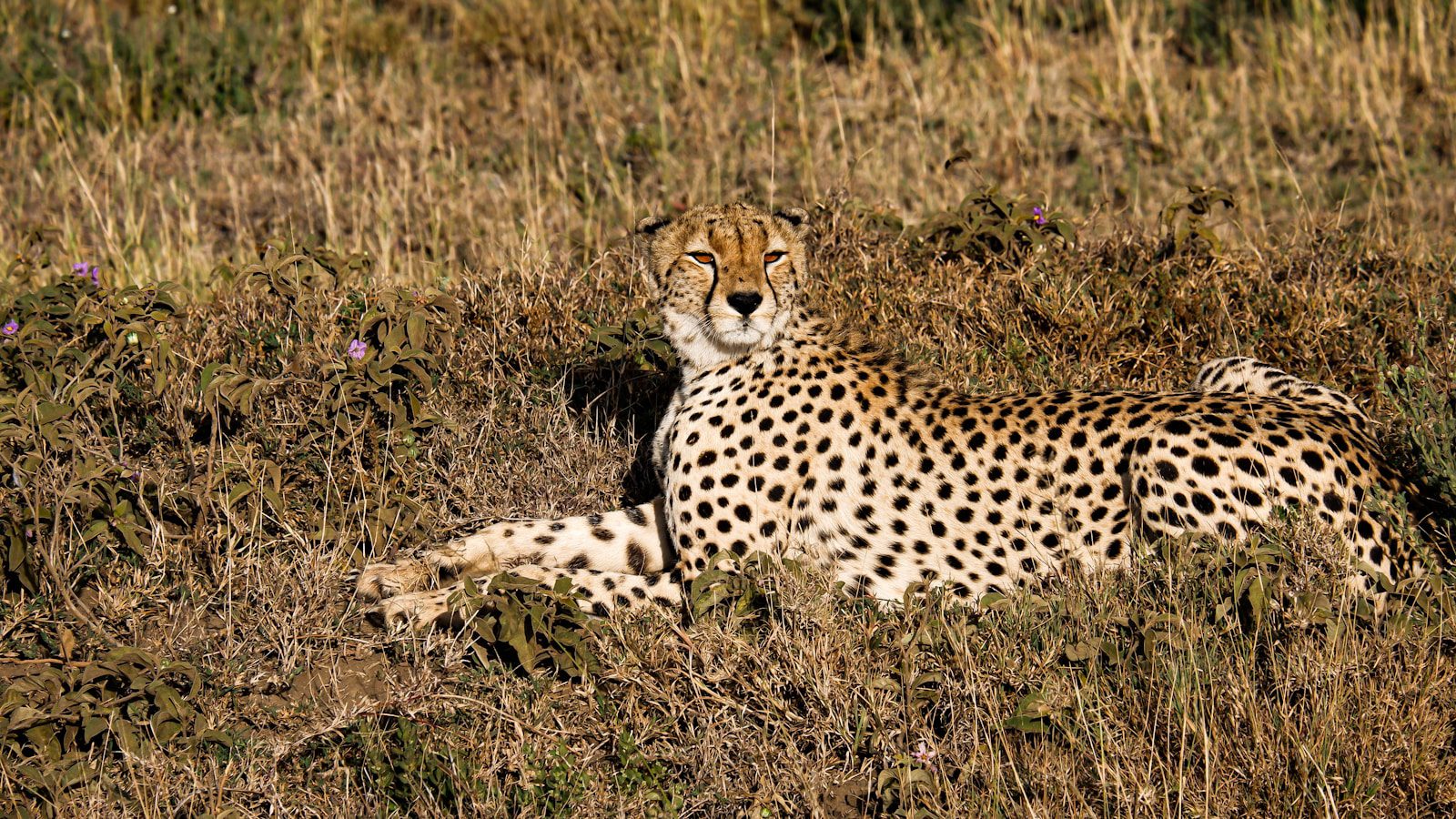 cheetah safaris serengeti